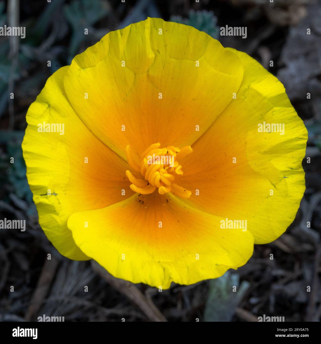Cormorant in Wilder Ranch State Park near Santa Cruz, California Stock