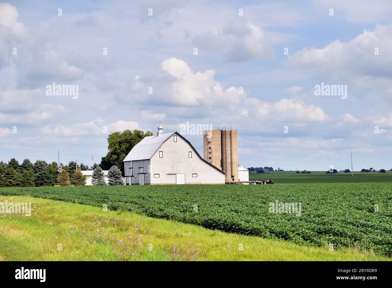 Chana, Illinois, USA. Tidy, white barn sitting beyond a field of maturing soybeans on a bright summer afternoon. Stock Photo