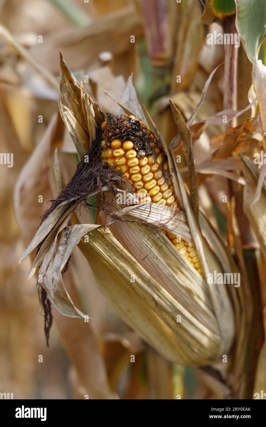 Corn in De Smet, South Dakota Stock Photo Alamy