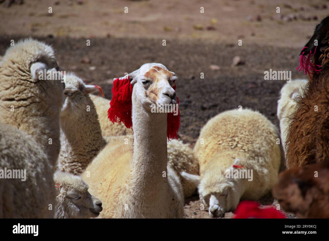 Group of alpacas on Pampa Canahuas in Peru Stock Photo