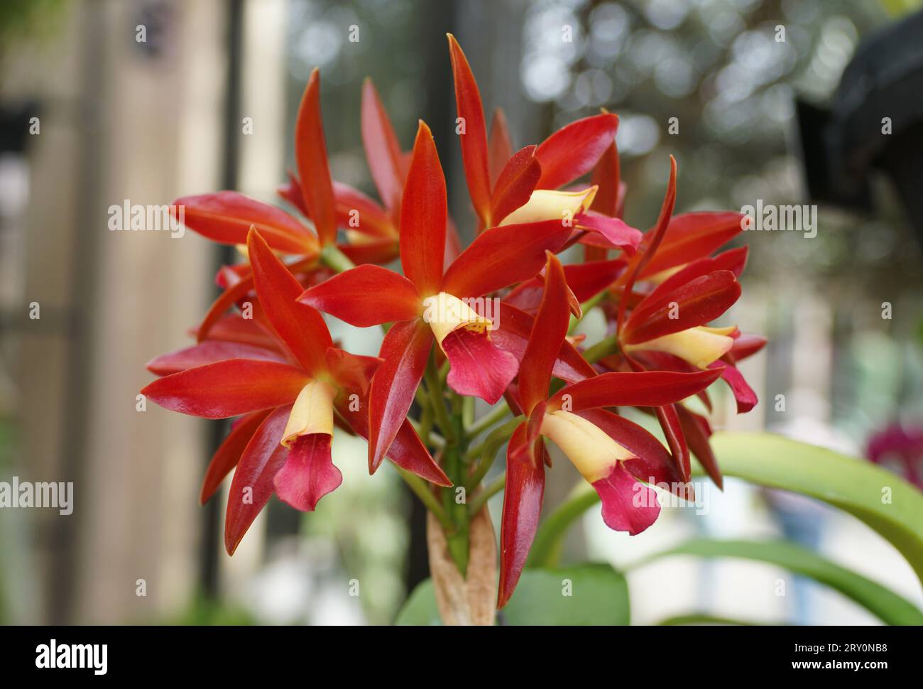 Beautiful deep red flowers of Cattleya Chocolate Drop Kodama Stock Photo