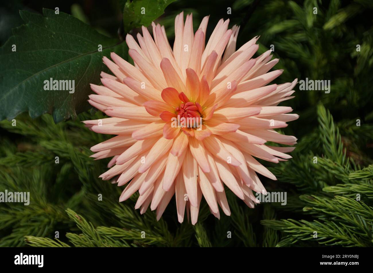 Beautiful light color of Dahlia Peach Fuzz at full bloom Stock Photo