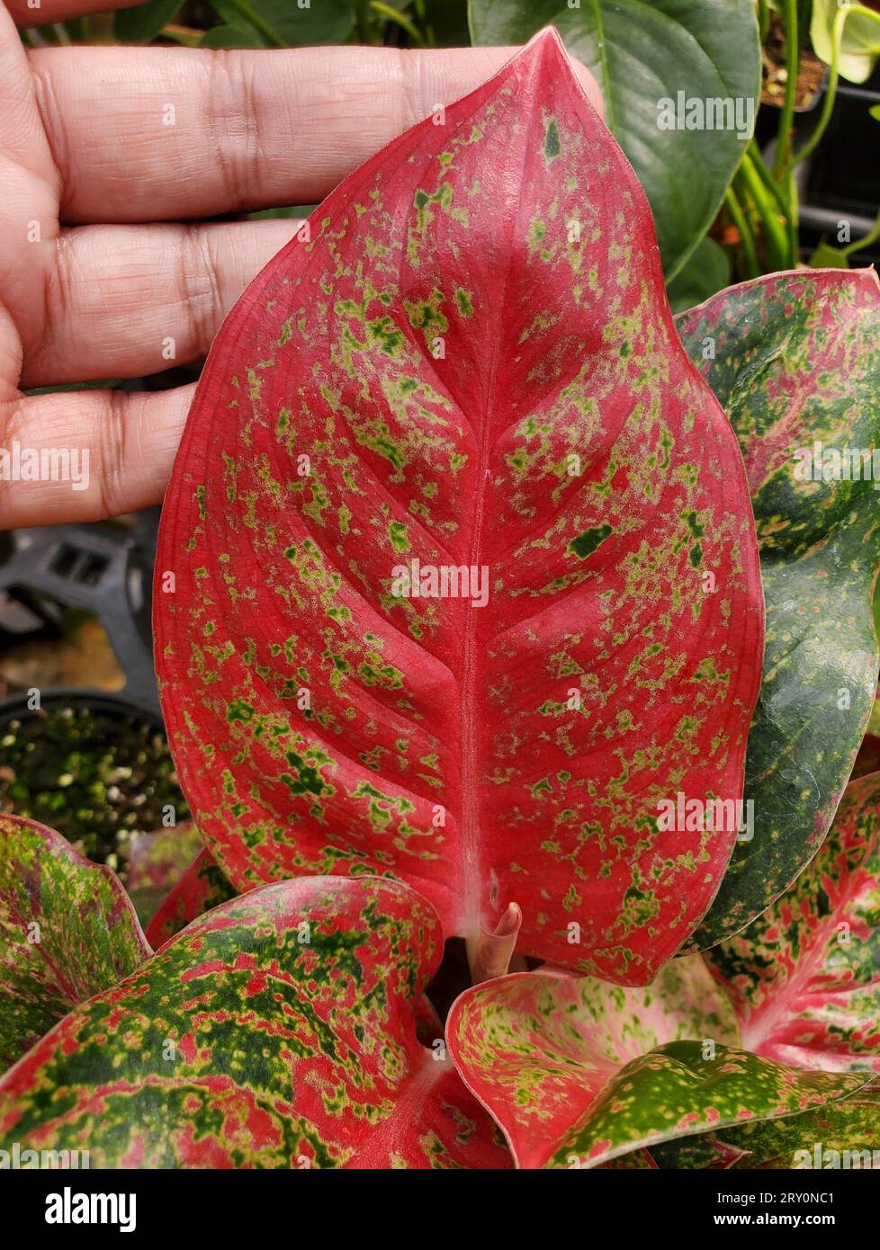 Close up of a beautiful red leaf of Aglaonema Hybrid Stock Photo