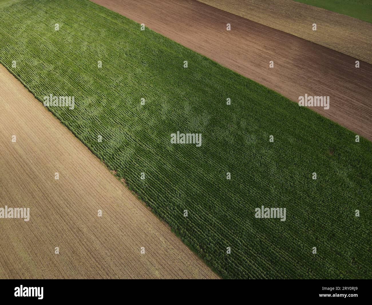 Aerial view dry corn field hi-res stock photography and images - Alamy