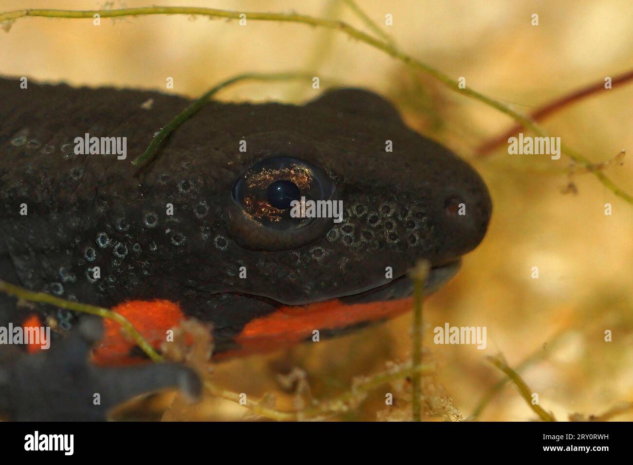 Detailed closeup on the had of an aquatic Chinese fire-bellied newt, Cynops orientalis Stock Photo