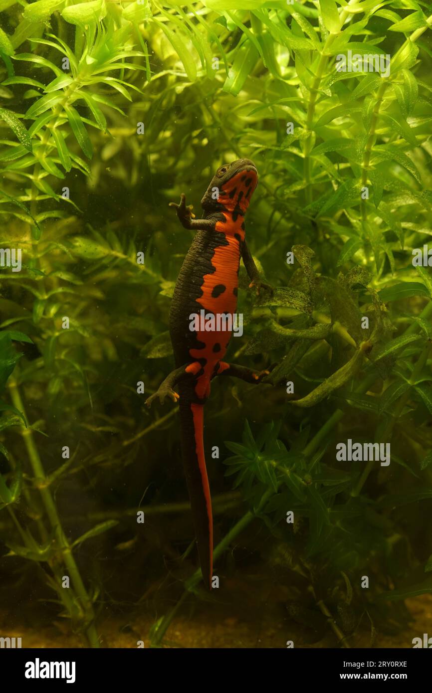 Detailed vertical closeup on a small black Chinese fire-bellied newt, Cynops orientalis in an aquarium Stock Photo