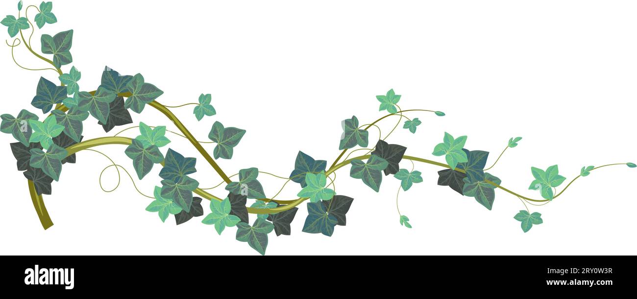Green Climbing Ivy Creeper Branch Isolated On White Background Hedera Vine  Botanical Design Element Vector Illustration Of Hanging Or Wall Climbing Ivy  Plant Stock Illustration - Download Image Now - iStock