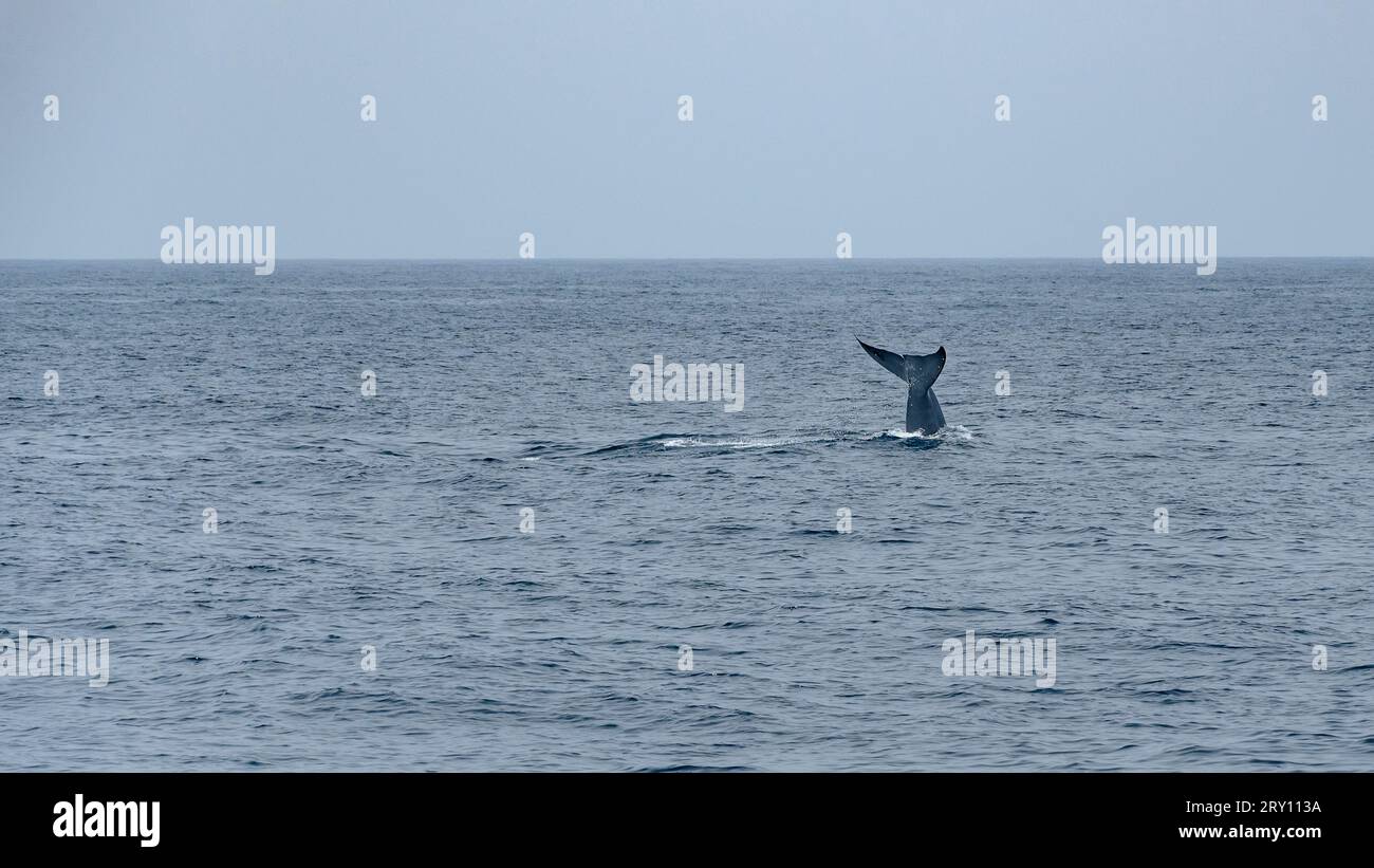 Immersion of the blue whale. Stock Photo