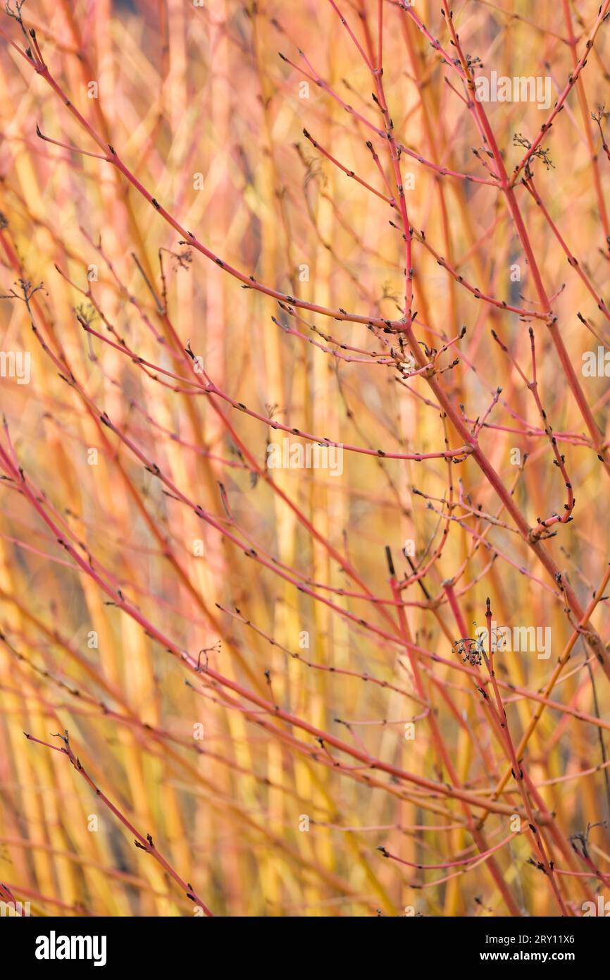 Cornus sanguinea Midwinter Fire, dogwood Midwinter Fire,  orange-red and yellow shoots in winter Stock Photo