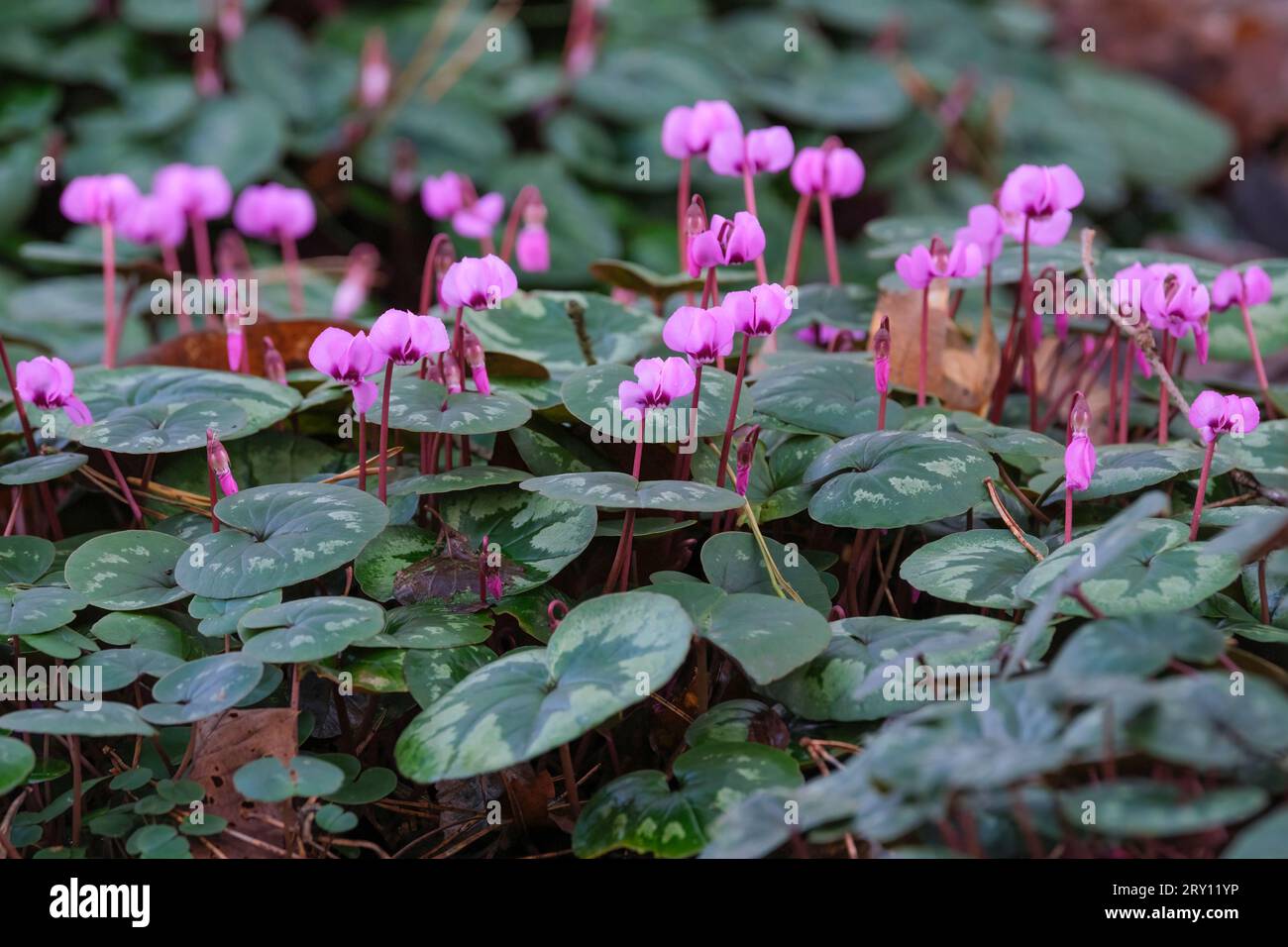 Cyclamen coum, eastern sowbread, tuberous, persian violet, Eastern cyclamen, round-leaved cyclamen, heart-shaped leaves, pink shell-shaped flowers Stock Photo