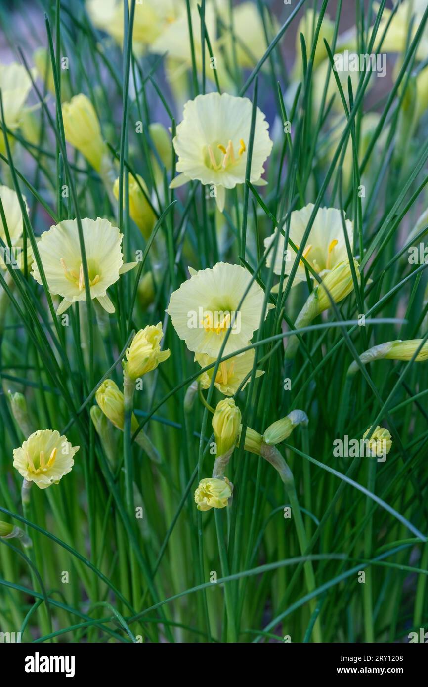 Narcissus romieuxii Joy Bishop, Romieux hoop, petticoat daffodil, petticoat-trumpets of pale lemon Stock Photo