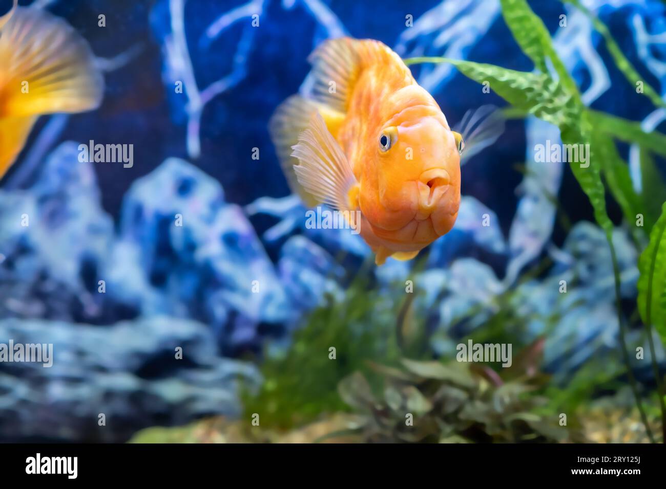 Orange parrot fish in the aquarium. Red Parrot Cichlid. Aquarium fish. Stock Photo
