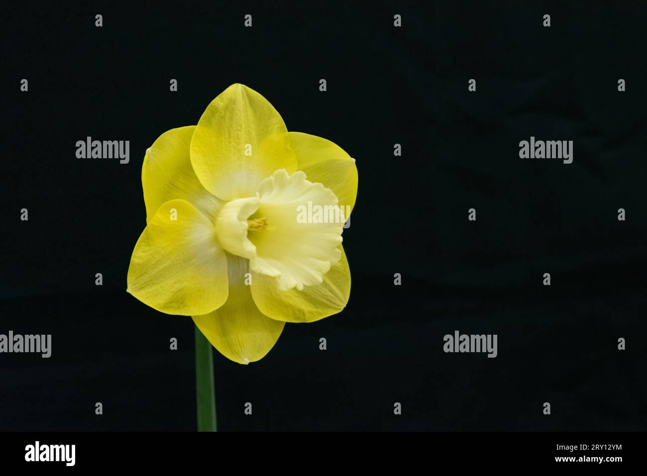 Narcissus Lighthouse Reef - Division 1 Stock Photo - Alamy