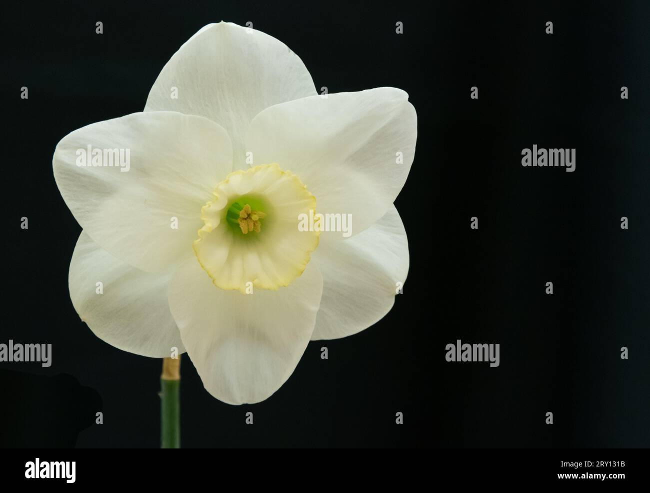 Narcissus Truculent - Division 3 Stock Photo