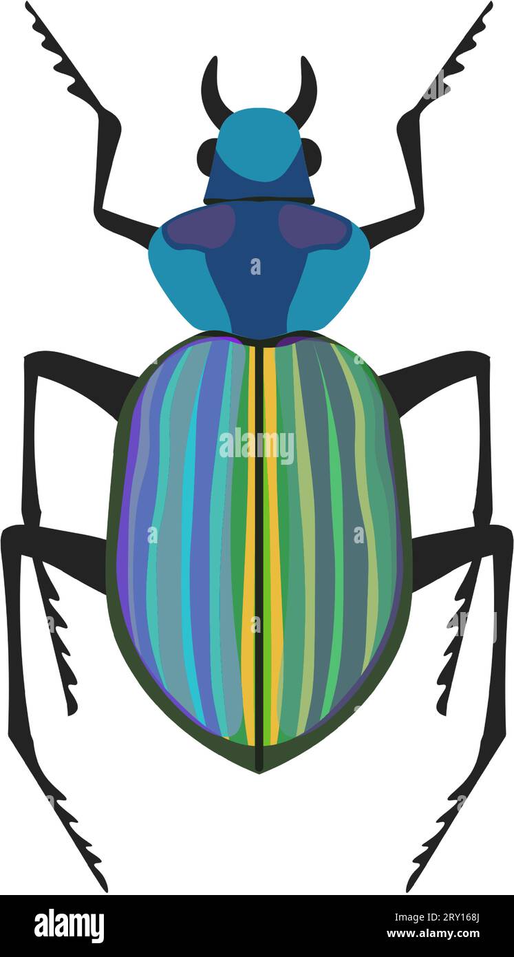 Bug Calosoma caterpillar hunter or searcher beetle Stock Vector
