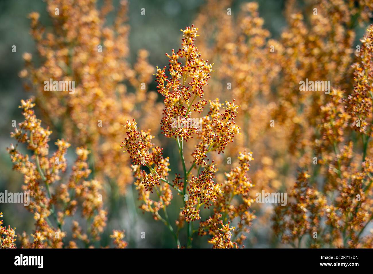 Native wildflower in Lesueur National Park, WA, Australia Stock Photo