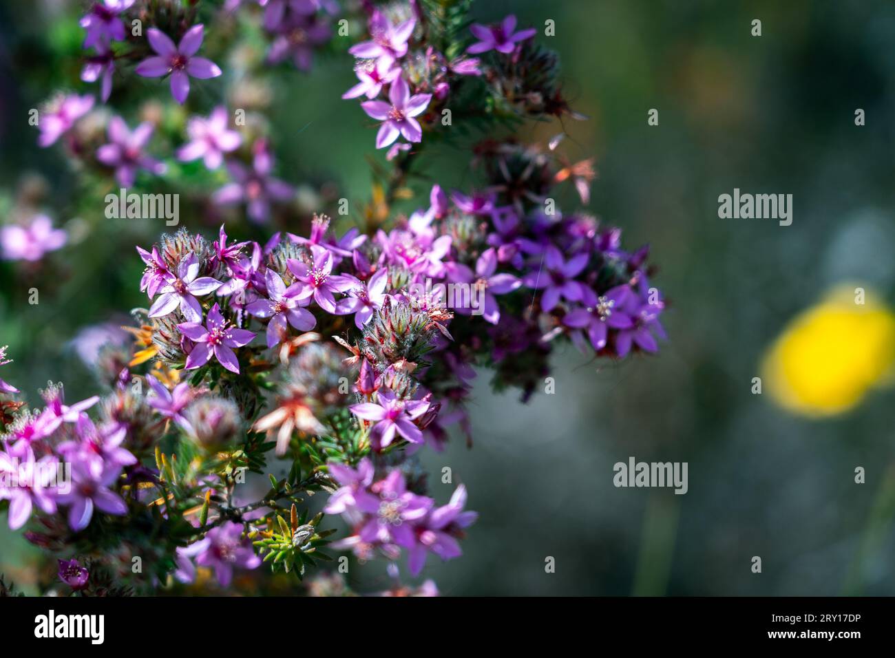 Calytrix leschenaultii (star flower) native wildflower in Lesueur National Park, WA, Australia Stock Photo