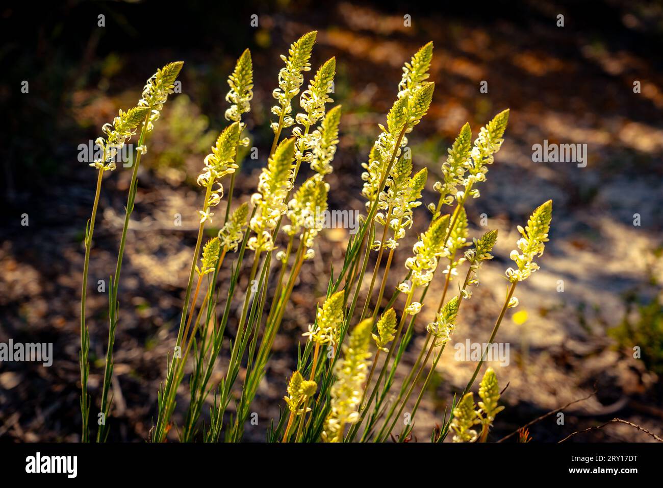 Native wildflower in Lesueur National Park, WA, Australia Stock Photo