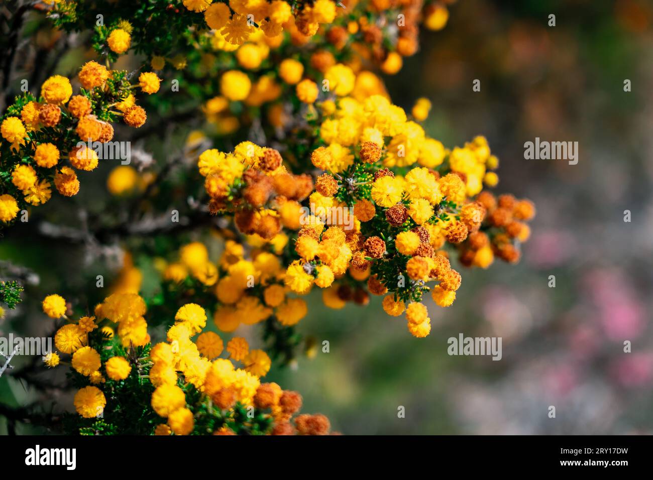 Acacia lasiocarpa wattle native wildflower in Lesueur National Park, WA, Australia Stock Photo