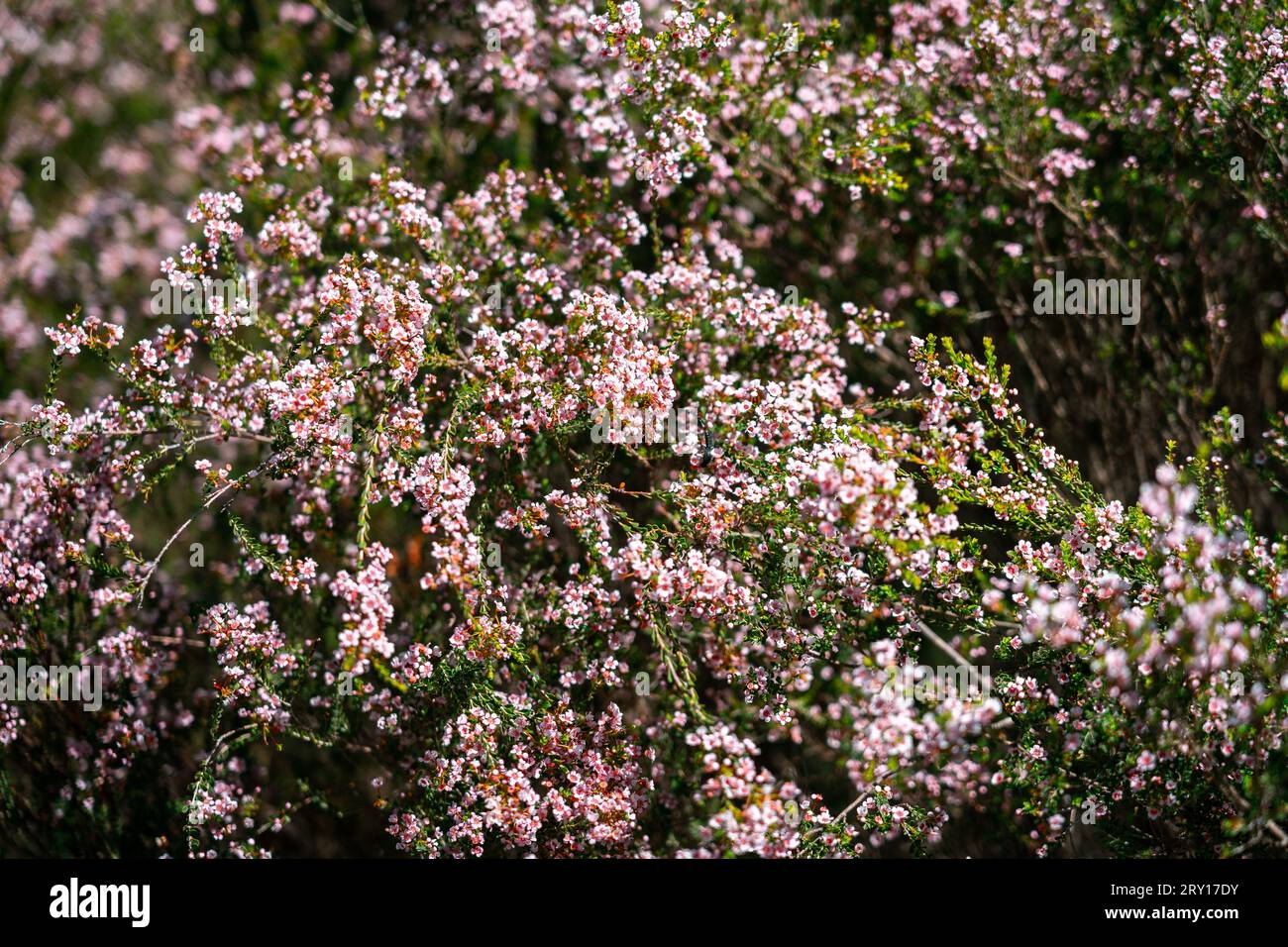 Thryptomene native wildflower in Lesueur National Park, WA, Australia Stock Photo