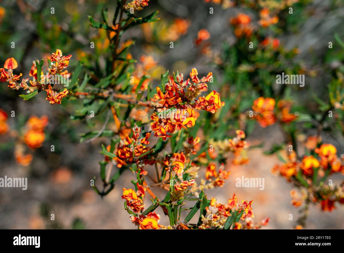 Gastrolobium polystachyum (Horned Poison) native wildflower in Lesueur National Park, WA, Australia Stock Photo