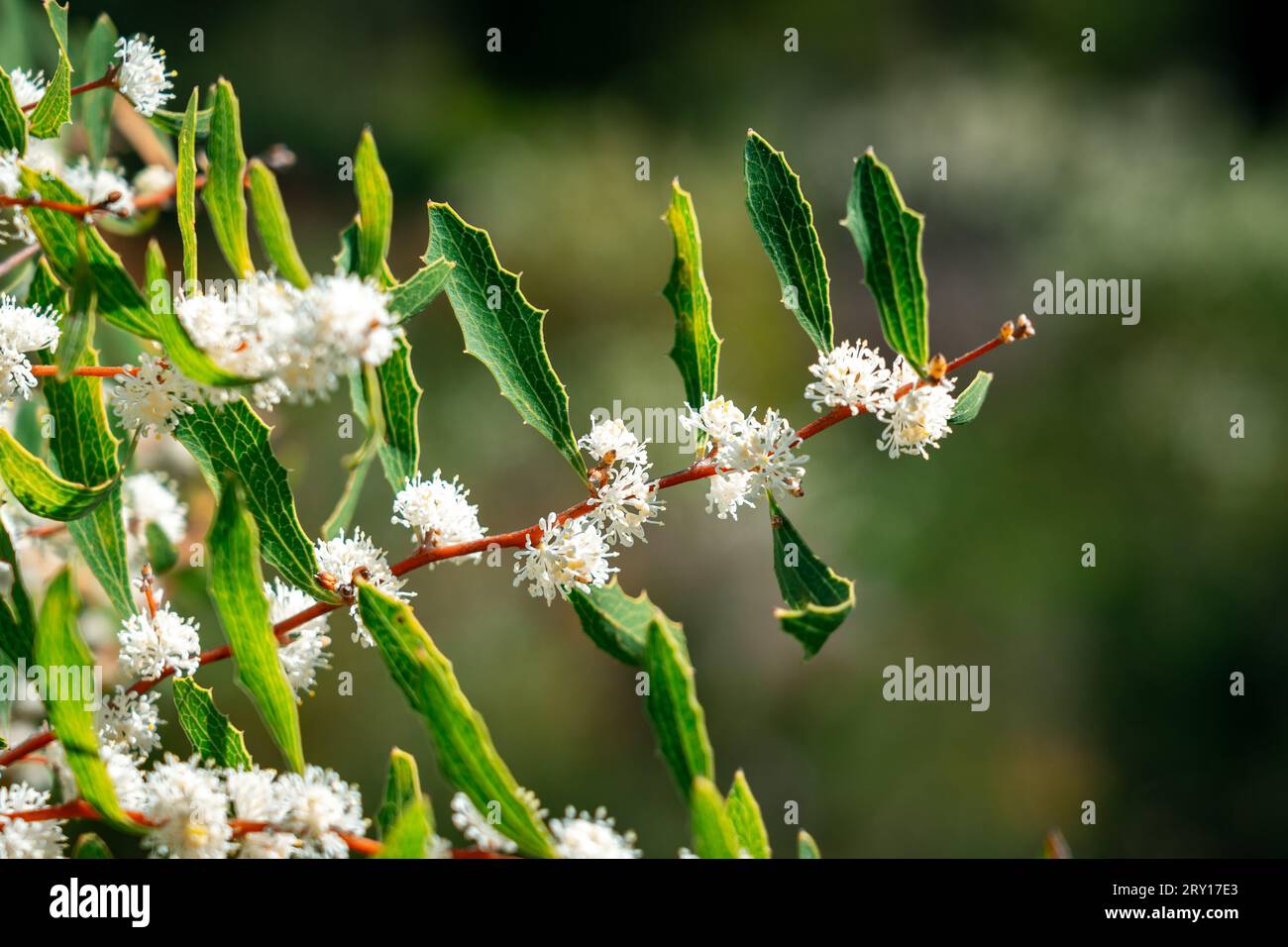 Hakea oleifolia (Dungyn) native wildflower in Lesueur National Park, WA, Australia Stock Photo