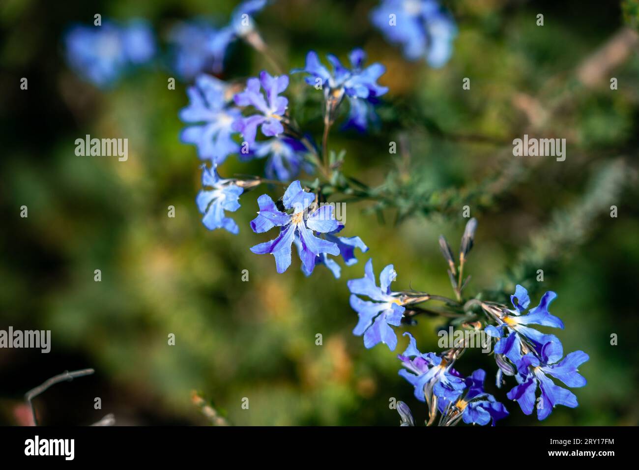 Lechenaultia biloba native wildflower in Lesueur National Park, WA, Australia Stock Photo