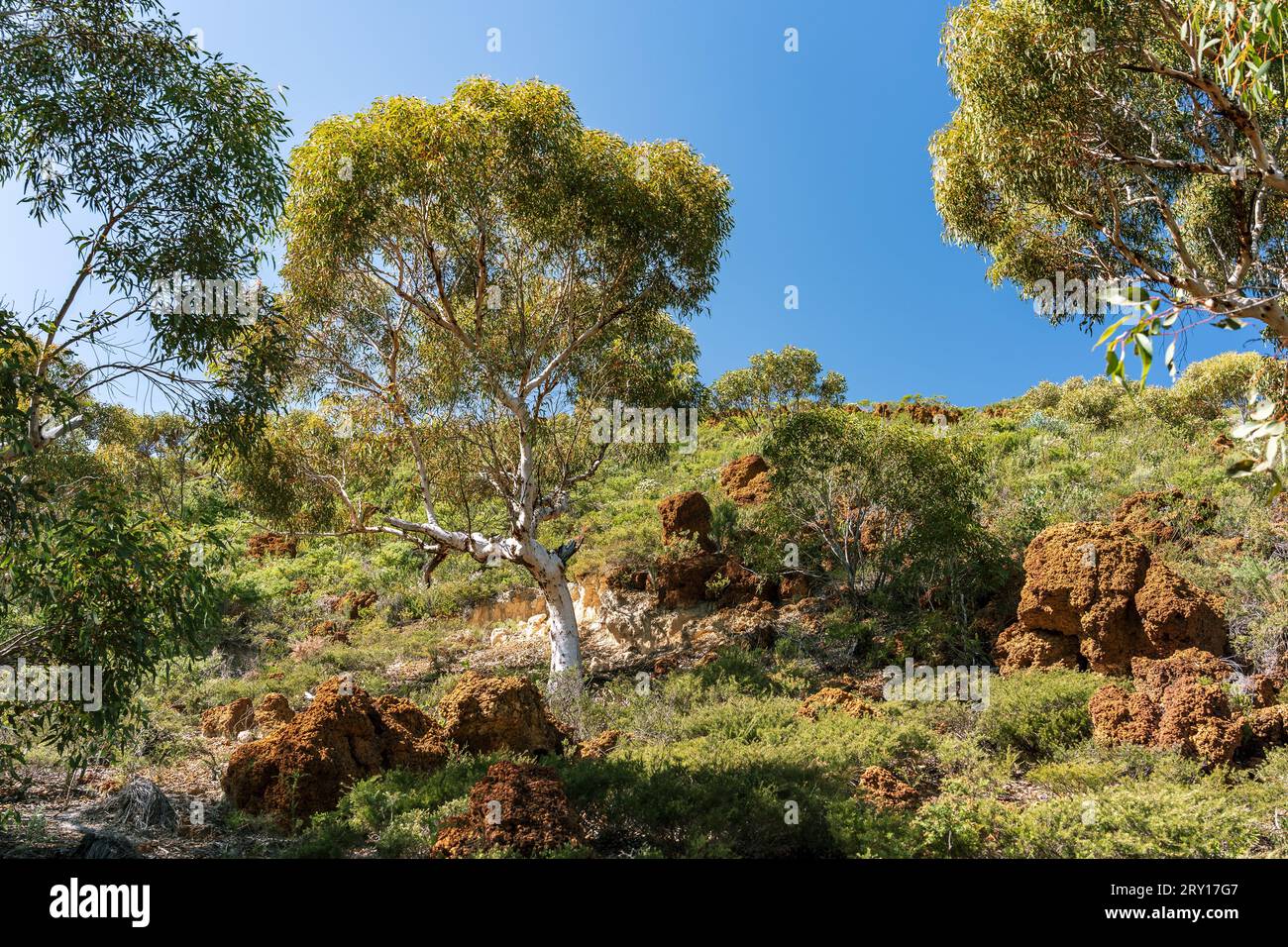 Walking trail through the Lesueur National Park, WA, Australia Stock Photo
