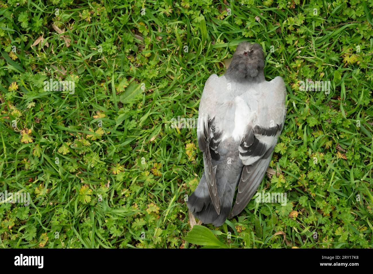 Dead Pigeon Lying on Grass Stock Photo - Alamy