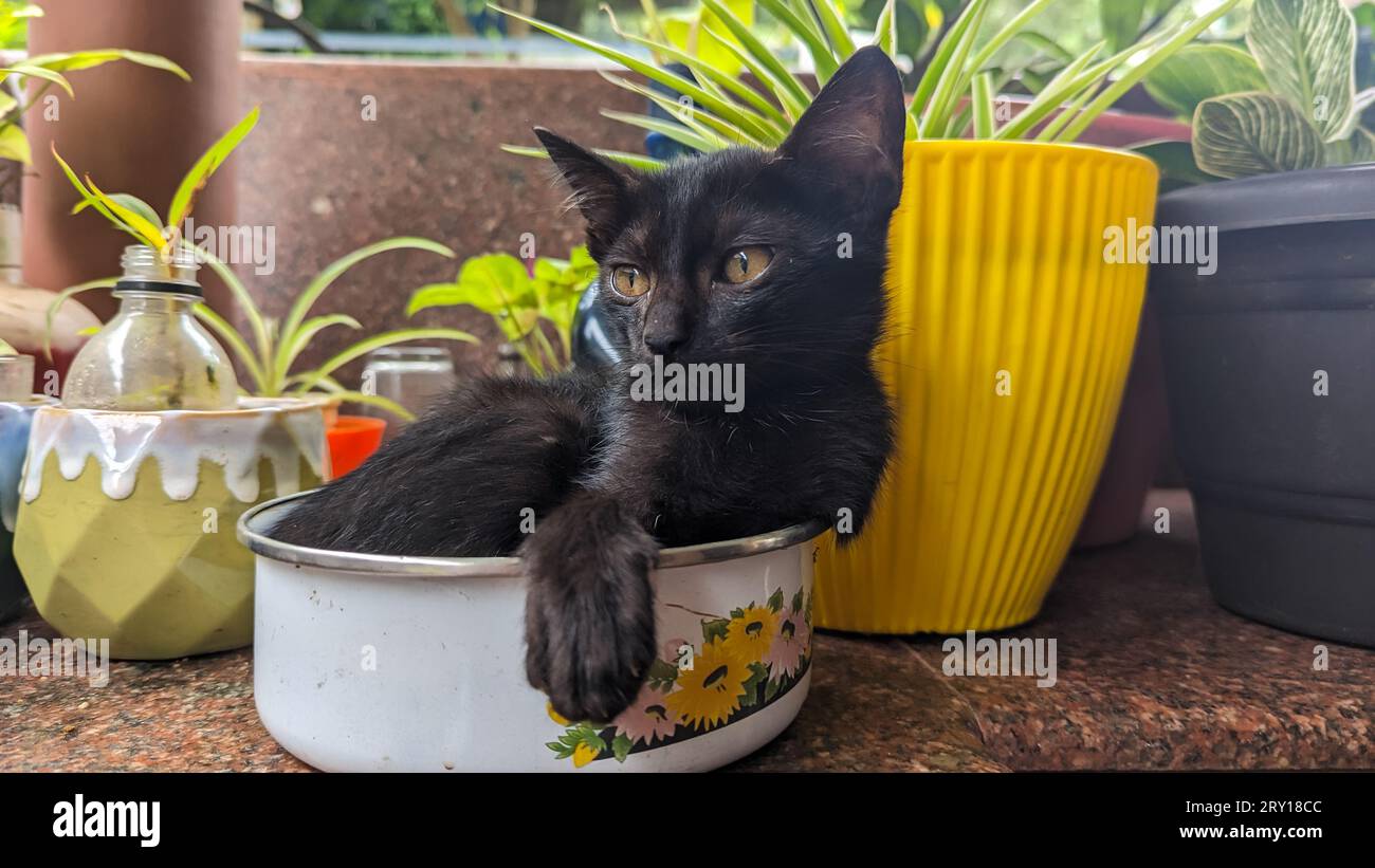 a cute black pet cat kitten sitting in a flower bowl in the indoor garden stone floor on a sunny day Stock Photo