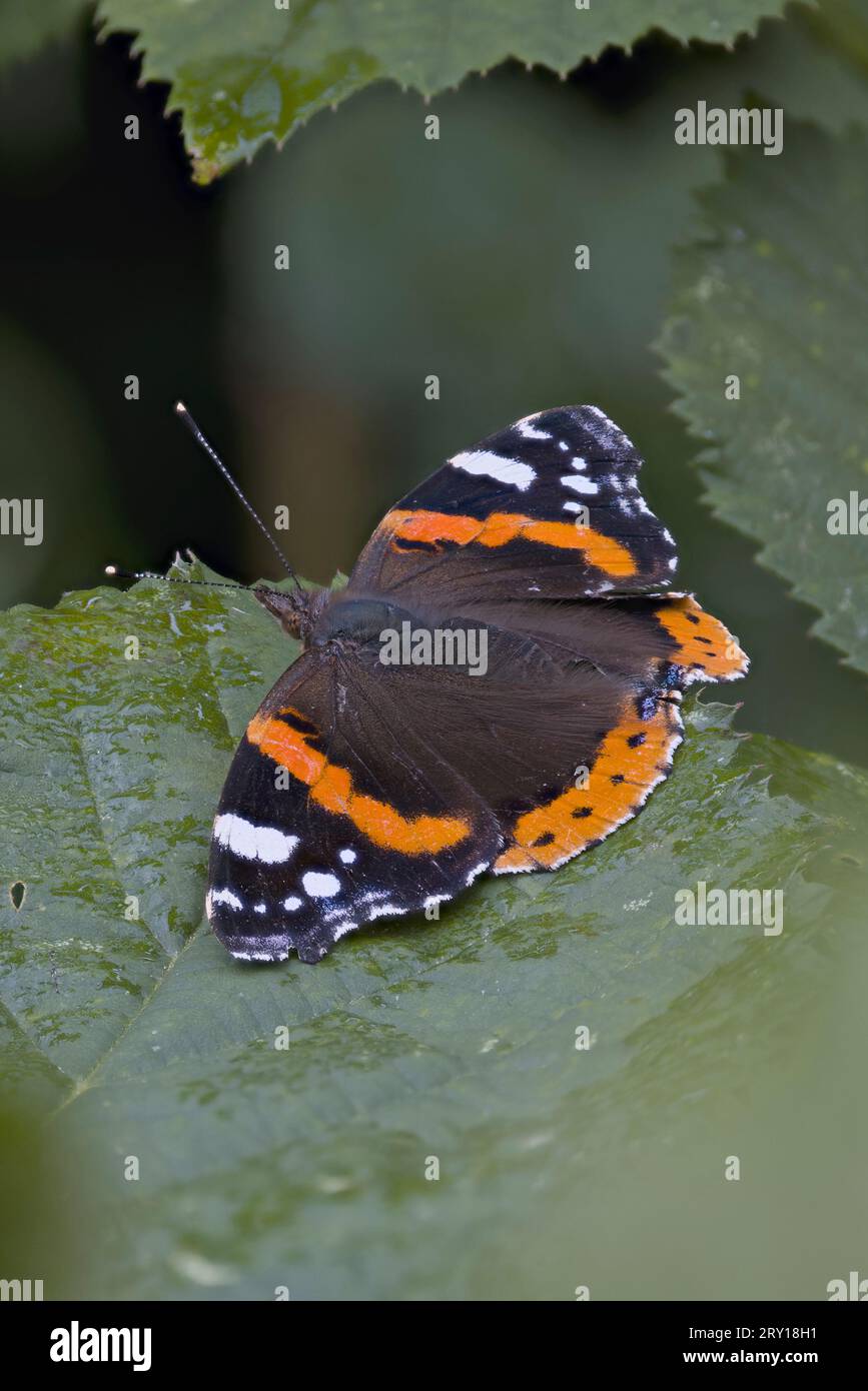 Red Admiral (Vanessa atalanta) Norfolk July 2023 STACKED Stock Photo