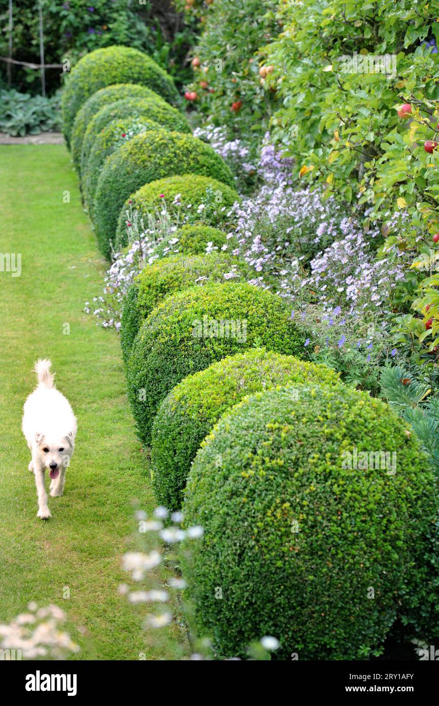 Sculpted Box bushes surrounded by Aster grandiflorus (Christmas Daisies). Stock Photo