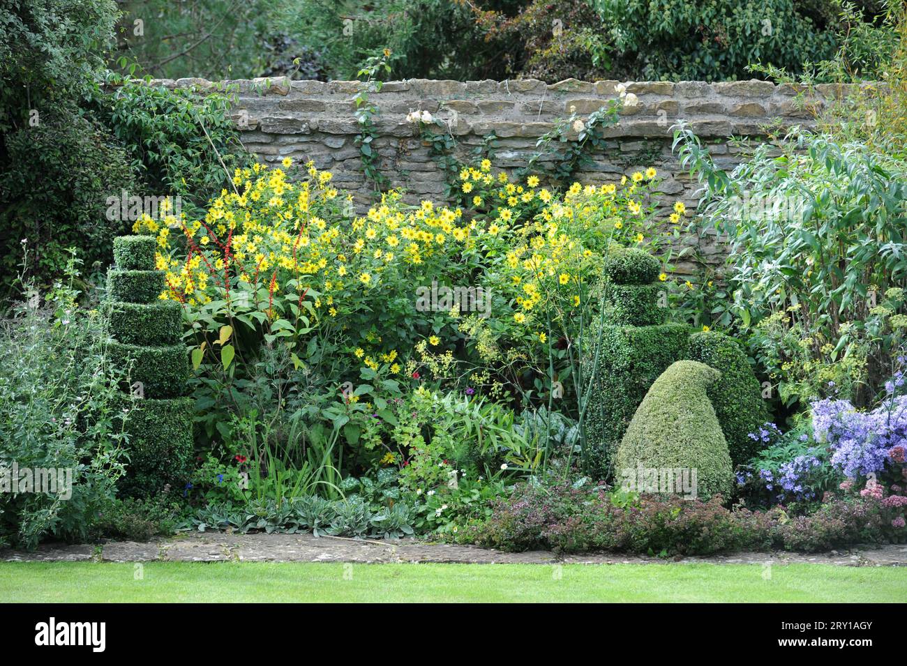 Spiral box hedge topiary with helianthus. Stock Photo