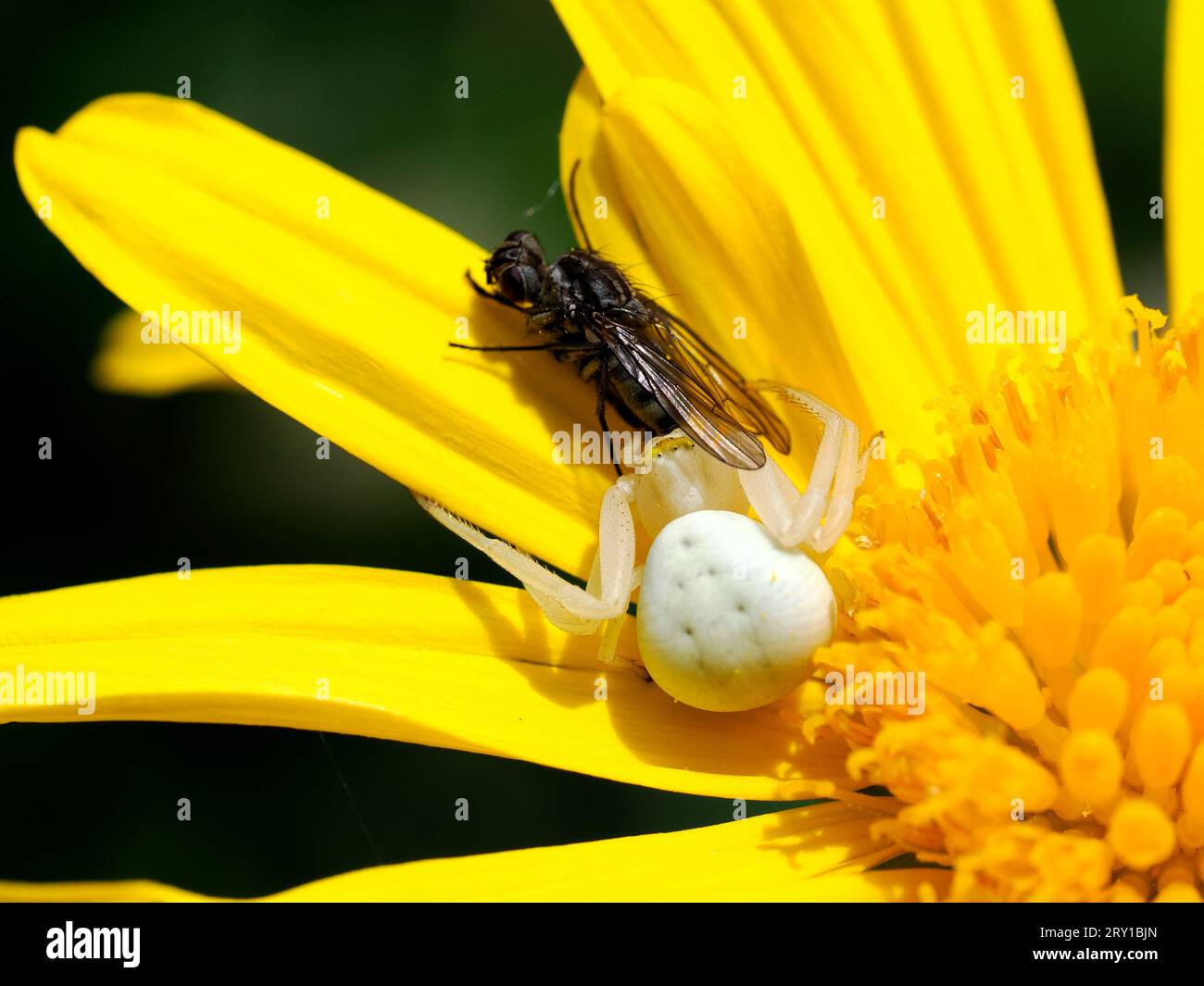 Macro white crab spider catching a fly on yellow daisy Stock Photo