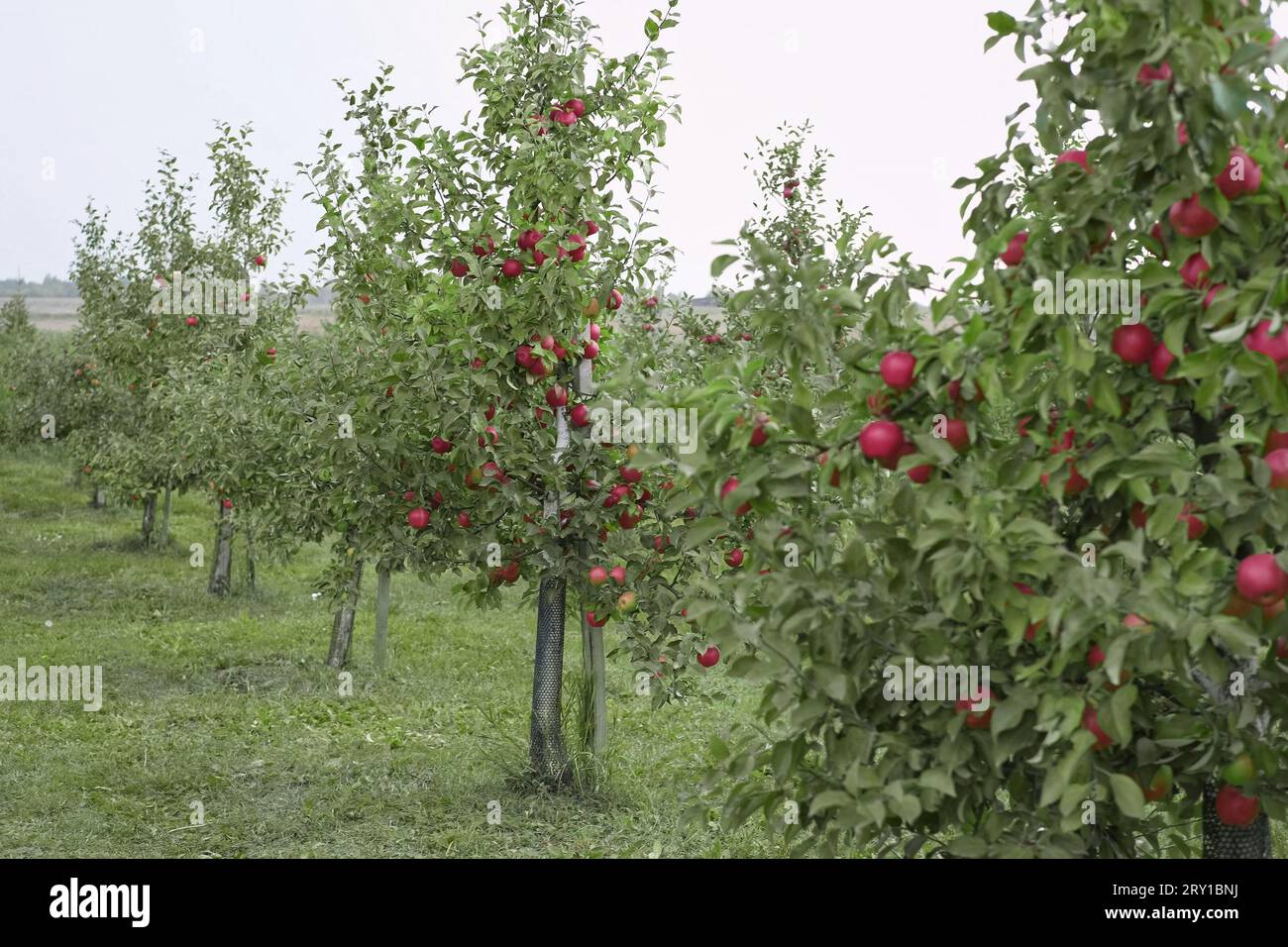 Ripe Apples in the Apple Orchard before Harvesting. Big Red delicious