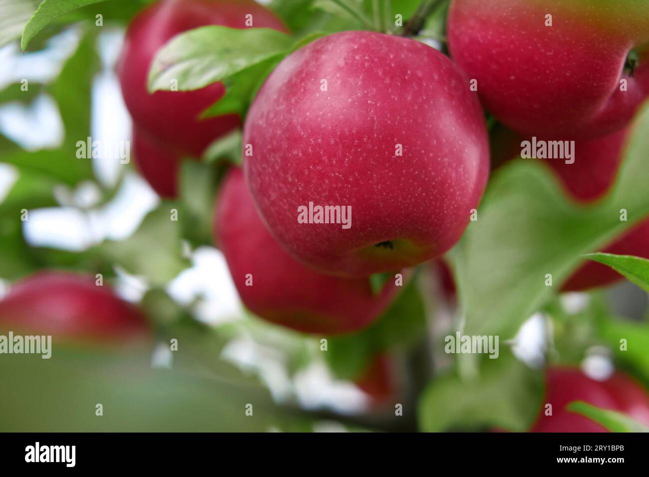 Ripe Apples in the Apple Orchard before Harvesting. Big Red delicious Apples Hanging from Tree