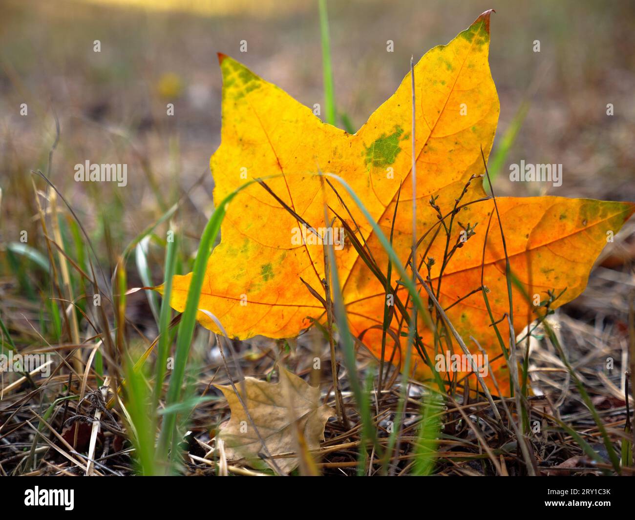 Beautiful orange and green star-like autumn maple leaf fallen from the tree and stuck on the rib in dry grass. Golden fall background. Stock Photo