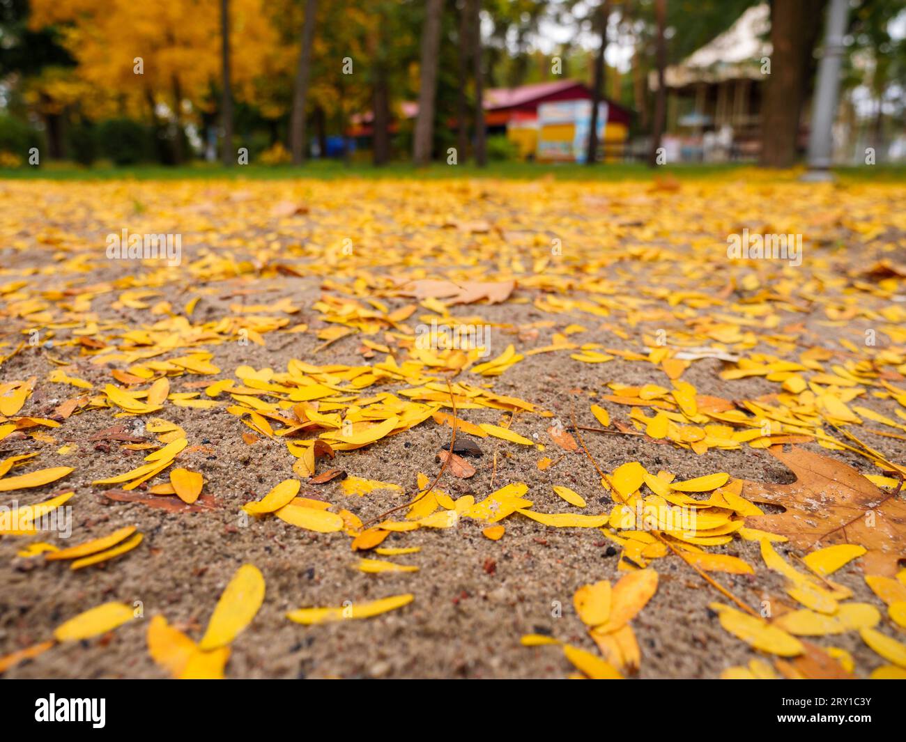 Closeup of golden yellow and orange autumn fallen leaves on a sandy path in a city park. Beautiful natural fall background. Stock Photo