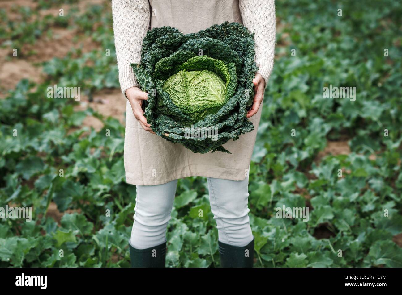Farmer holding big kale cabbage at agricultural field. Farming and harvesting leaf vegetable in fall season. Stock Photo