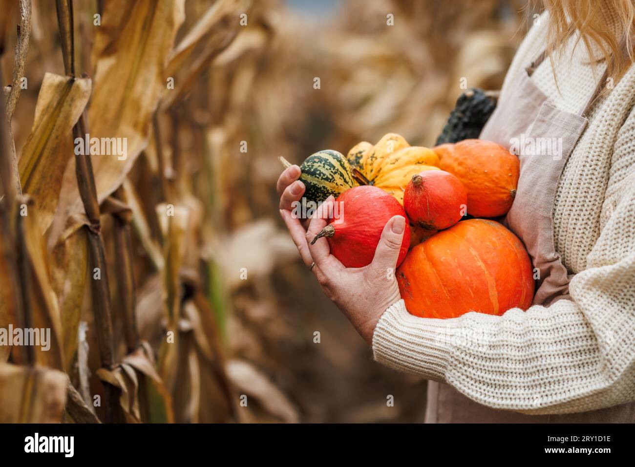 Woman holding harvested decorative pumpkins in corn field. Autumn harvesting Stock Photo