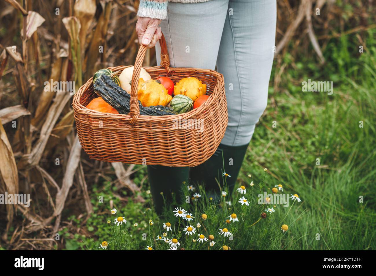 Woman holding decorative pumpkins in wicker basket. Autumn harvest and natural decoration for halloween or thanksgiving holiday Stock Photo