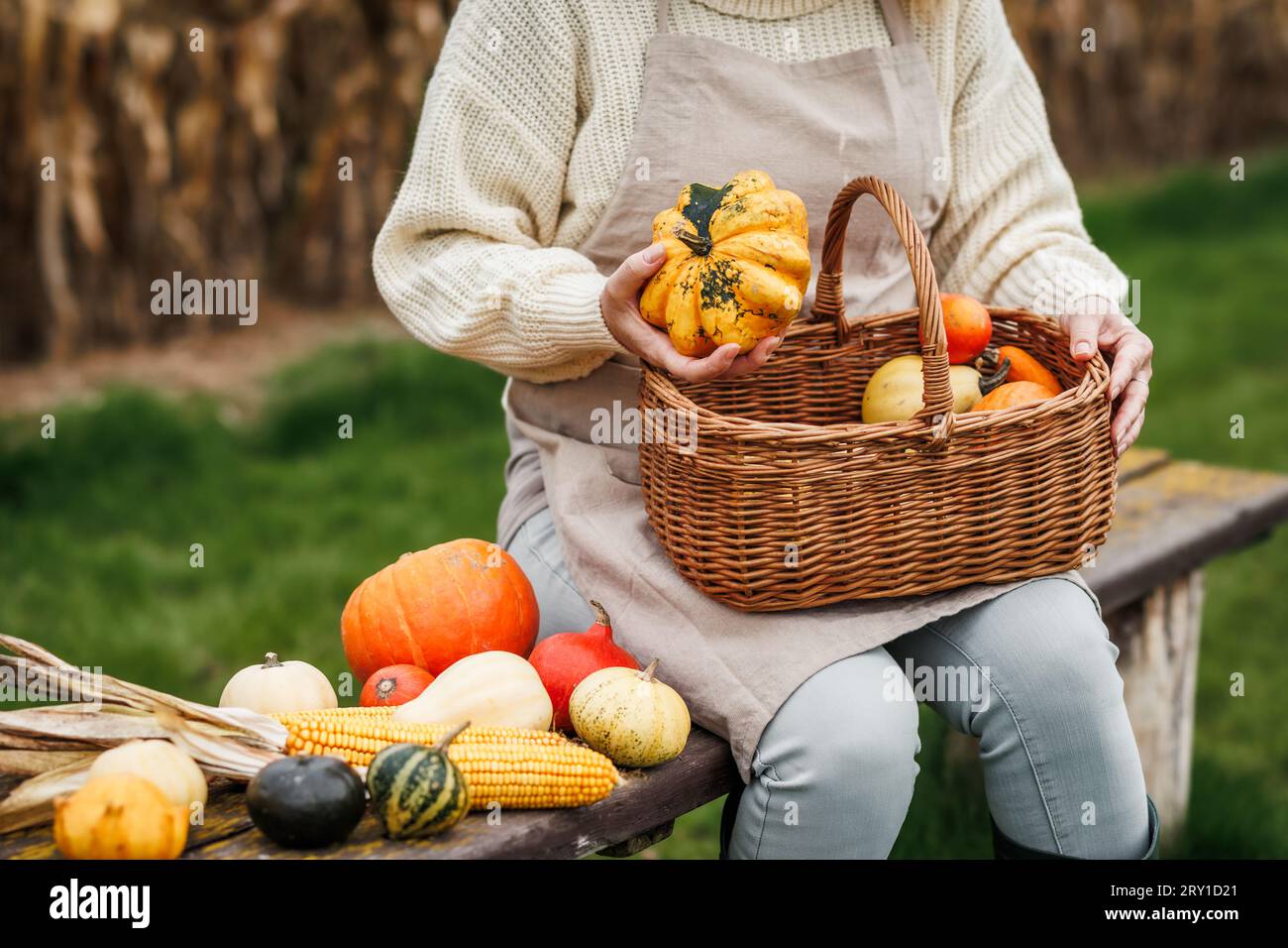 Woman holding decorative pumpkins in wicker basket. Autumn harvest and natural decoration for halloween or thanksgiving holiday Stock Photo