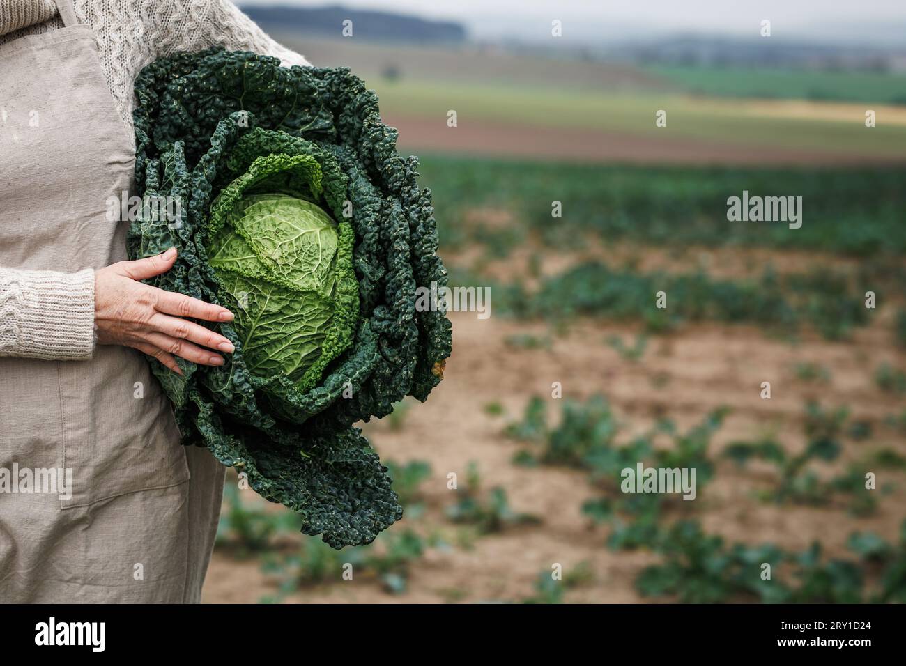 Farmer holding big kale cabbage at agricultural field. Farming and harvesting leaf vegetable in fall season Stock Photo