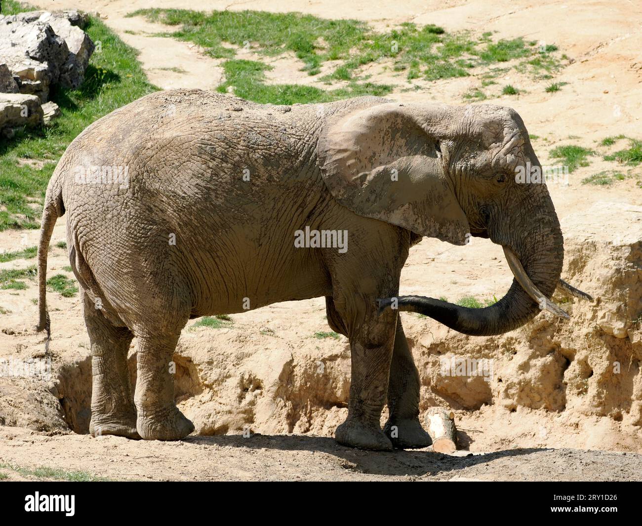 Closeup African elephant (Loxodonta africana) standing on ground and seen from profile Stock Photo