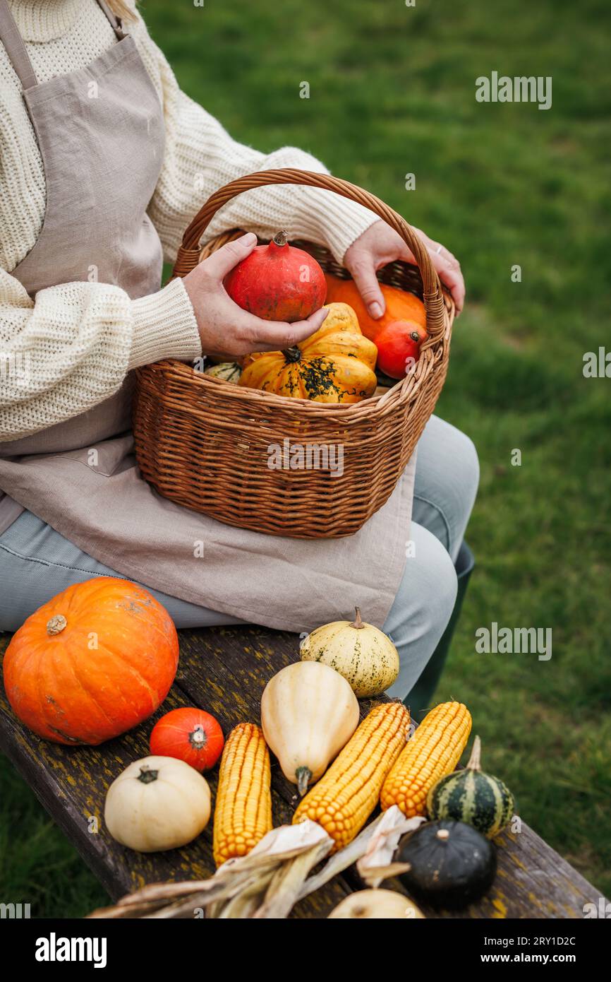 Woman holding decorative pumpkins in wicker basket. Autumn harvest Stock Photo