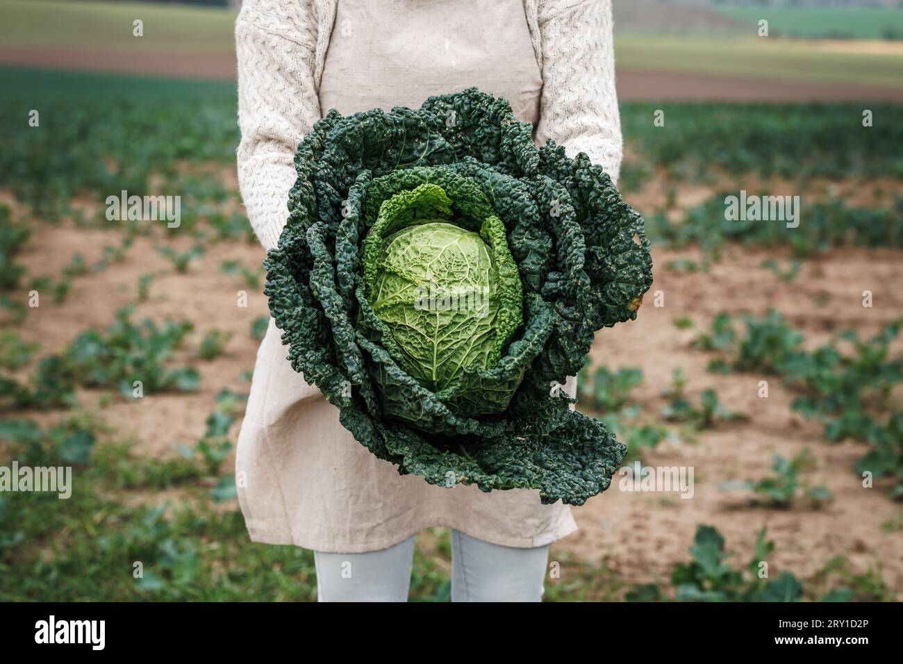 Woman farmer holding big kale cabbage at agricultural field. Farming and harvesting leaf vegetable in autumn Stock Photo