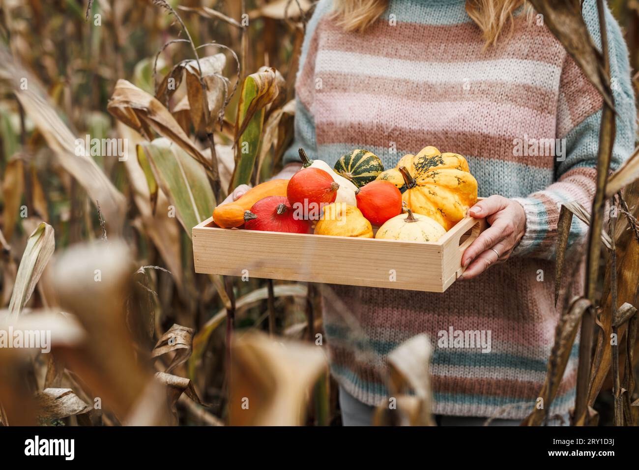 Woman holding decorative pumpkins in crate. Autumn harvest and natural decoration for halloween or thanksgiving holiday Stock Photo