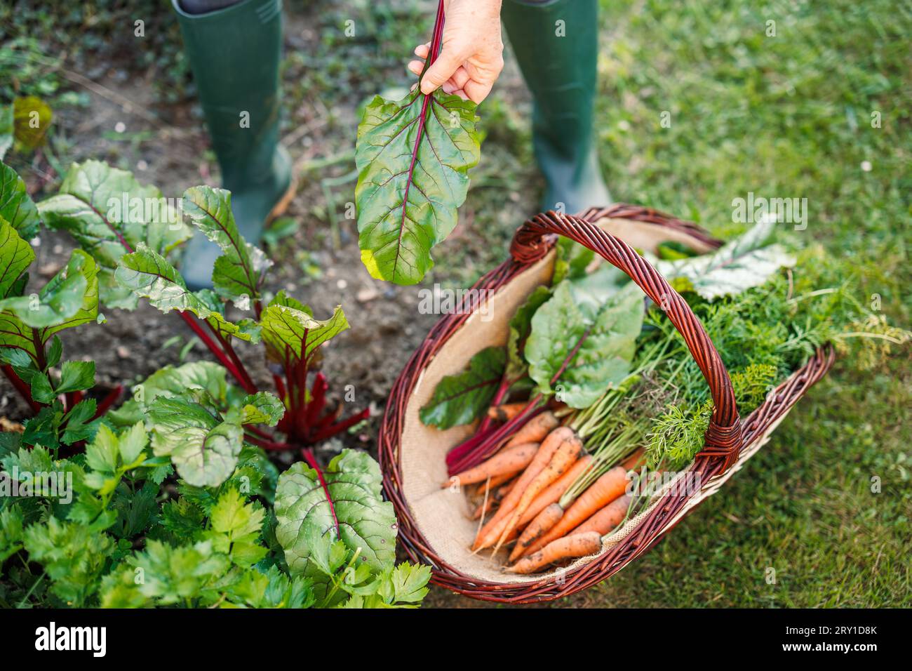 Harvesting mangold leaves and carrots from her organic vegetable garden Stock Photo