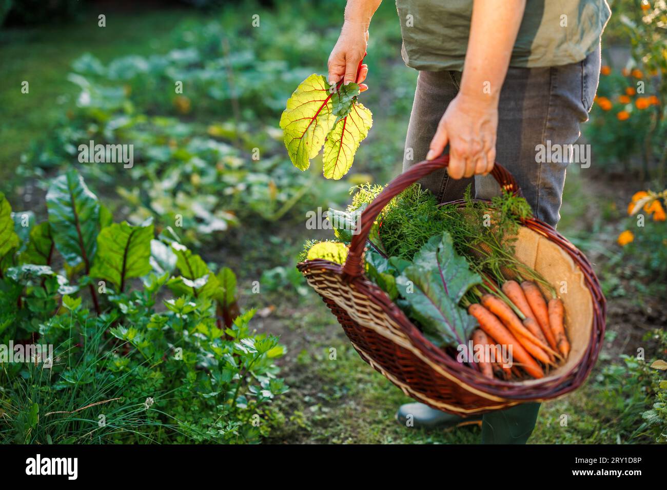 Woman farmer harvesting mangold leaves and carrots from her organic vegetable garden Stock Photo