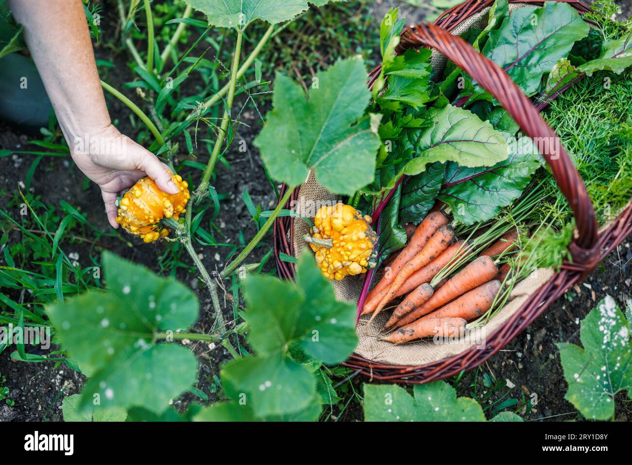 Picking vegetable from organic garden. Decorative pumpkin and fresh harvested carrots in wicker basket Stock Photo